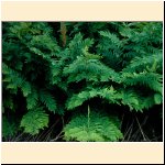 Osmunda_regalis .JPG